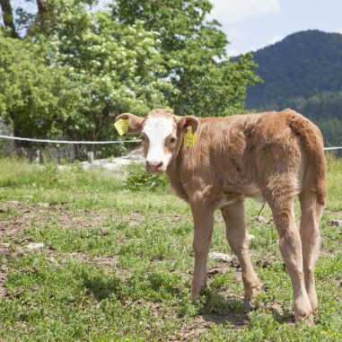 Kalb auf der Weide