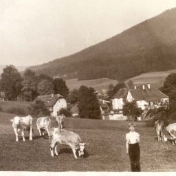 Historisches Bild von Kühen auf der Weide