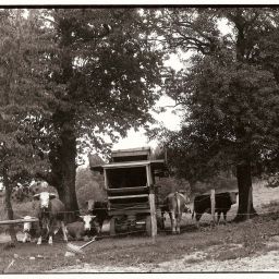 Historisches Bild von Kühen auf der Weide