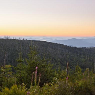 Bayerischer Wald