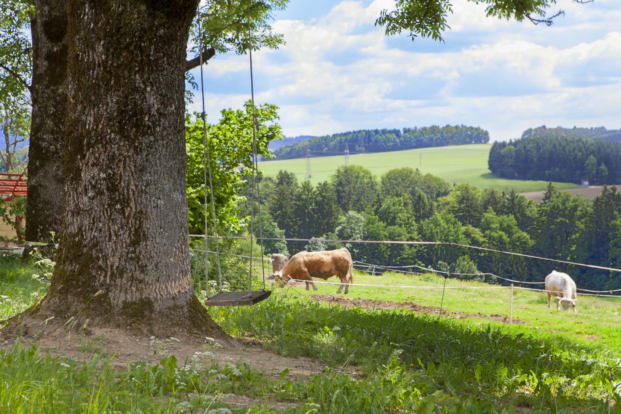 Kühe auf der Weide mit Schaukel im Vordergrund